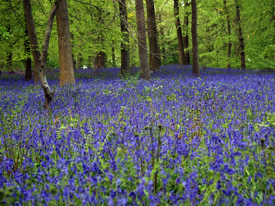 Bluebell Wood