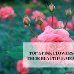 Top 5 Pink Flowers With Their Beautiful Meanings
