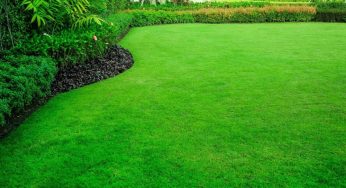 How to Care for New Lawn Grass