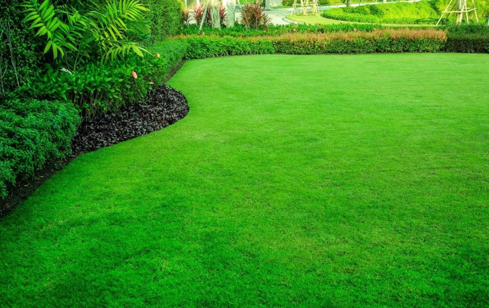 How to Care for New Lawn Grass