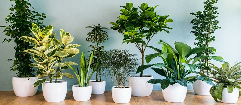 7 House Plants that Ensure your Well-Being