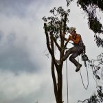 arborist