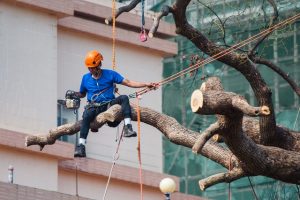 tree removal