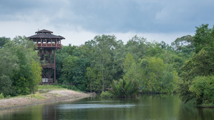 Sungei Buloh Wetland Reserve Singapore