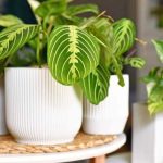 Exotic Rare Houseplants