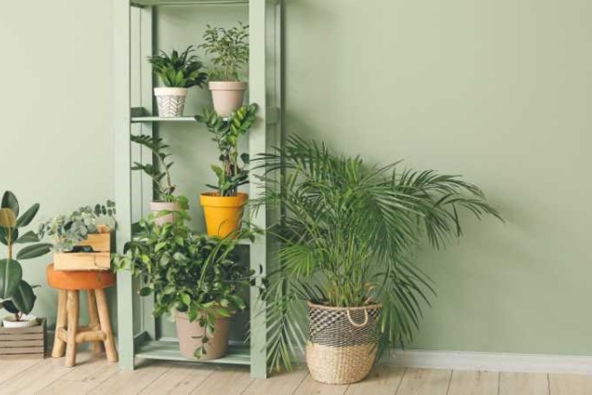 Exotic-looking Plants are a must for Interior Gardening