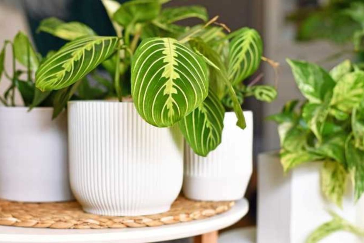 Exotic Rare Houseplants to Elevate Your Living Space