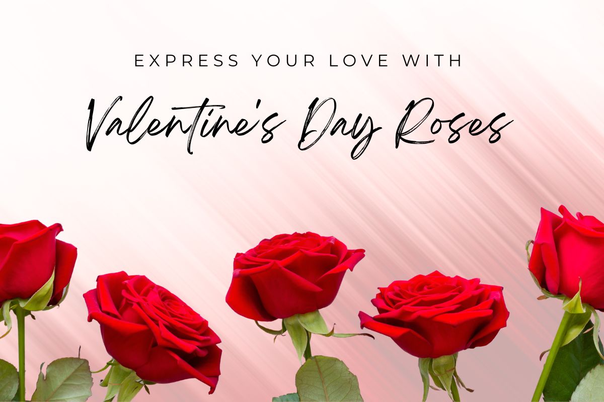 Express Your Love With Valentine’s Day Roses