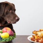 Dog Food Recipes