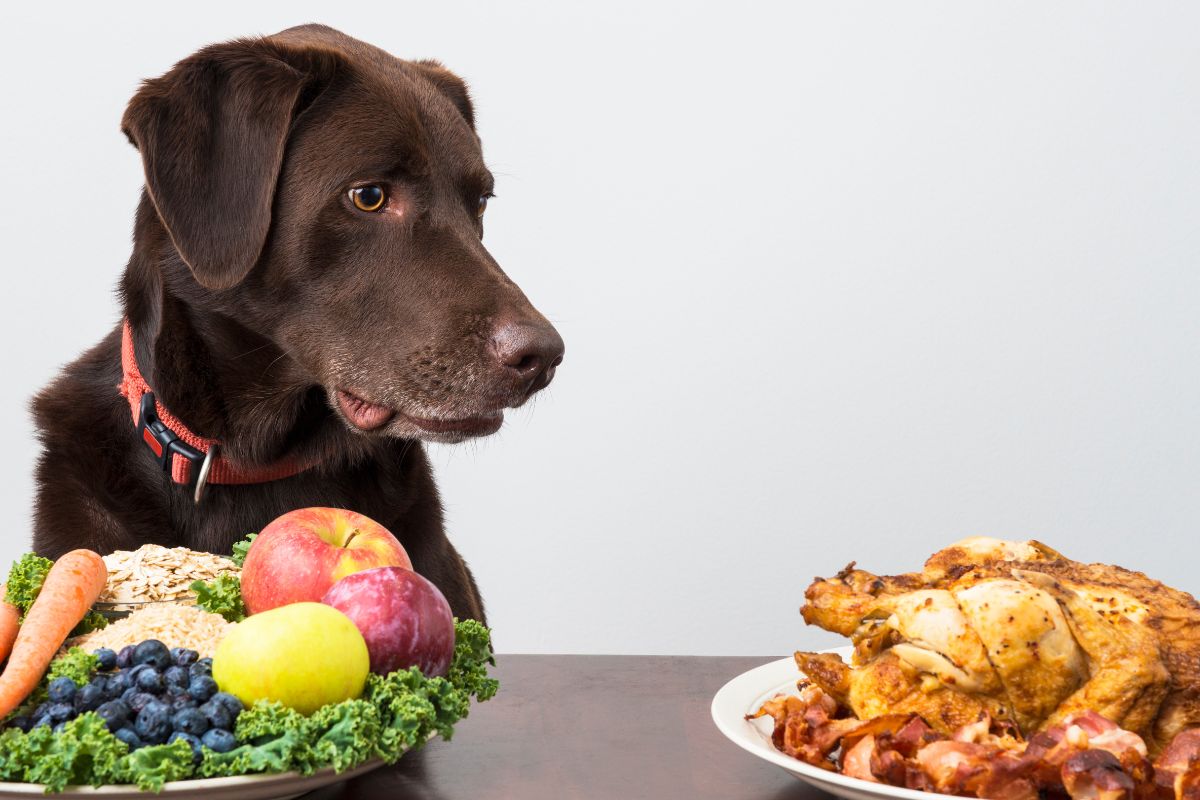 6 Fresh Dog Food Recipes to Try for Your Pet in 2024