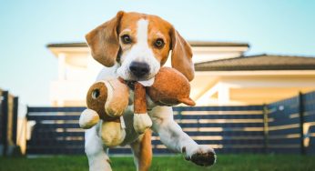 How to Ensure Your Dog Lives a Long, Healthy Life