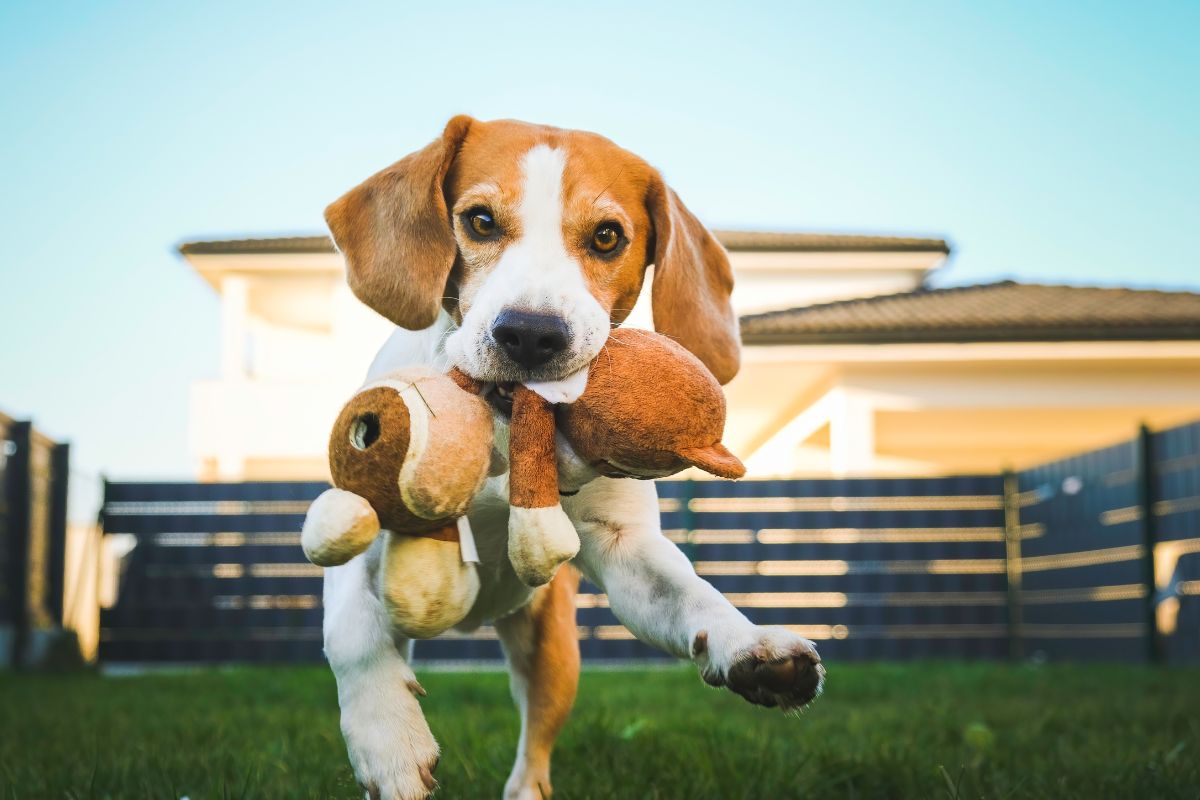 How to Ensure Your Dog Lives a Long, Healthy Life