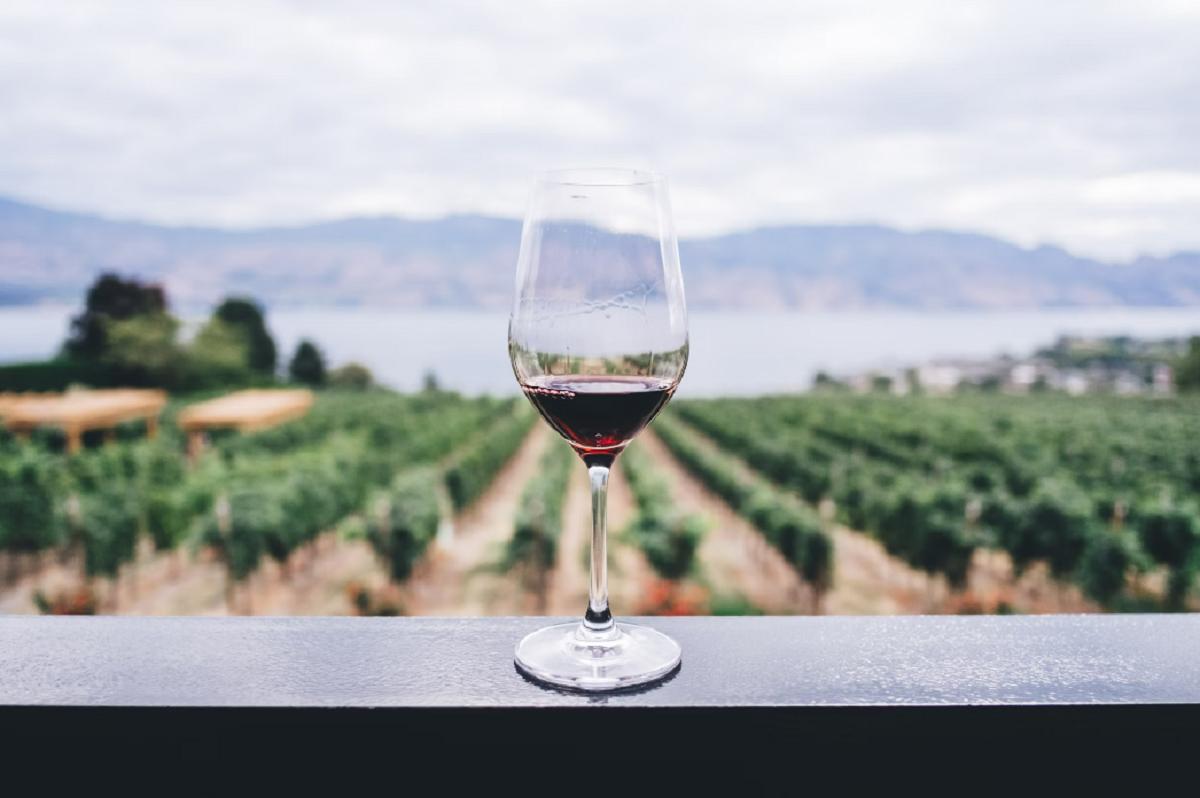 Top Wine Regions in the United States – Must-Visit Destinations in 2024