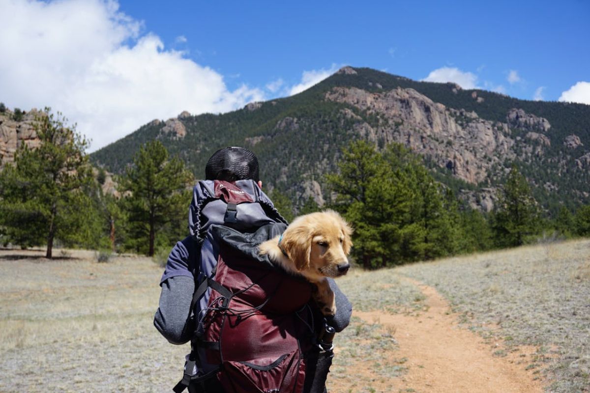 Traveling with Furry Friends- Planning Your Dream Dog-Inclusive Vacation
