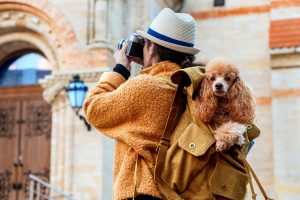 Traveling To The US With Your Furry Friend - A Detailed Guide